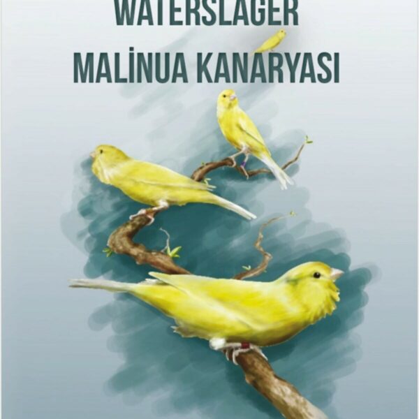 Waterslager Malinua Kanaryası: Ötümü-Bakımı-Eğitimi-Beslenmesi ve Hastalıkları