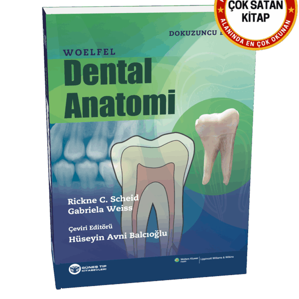 Woelfel Dental Anatomi