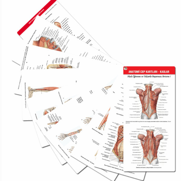 Anatomi Cep Kartları - Kaslar