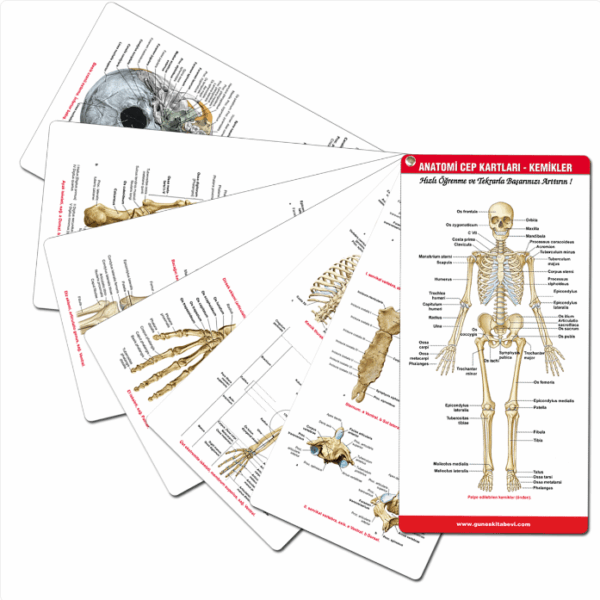 Anatomi Cep Kartları - Kemikler