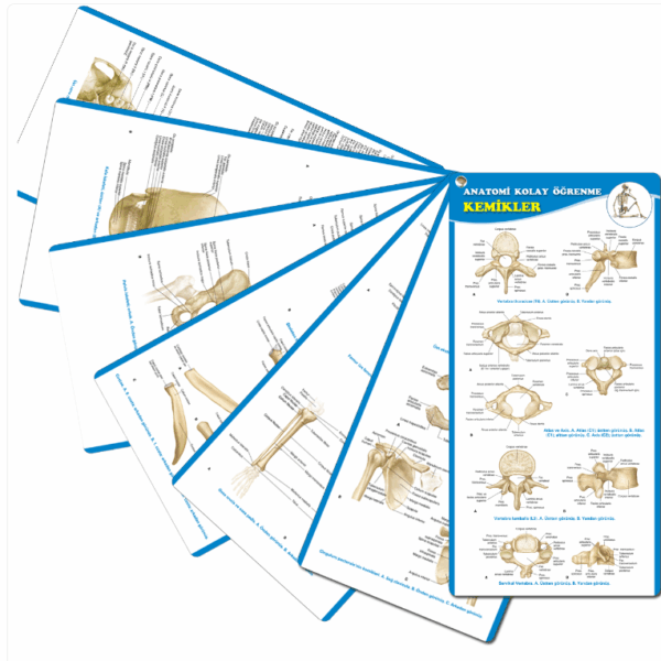 Anatomi Kolay Öğrenme – Kemikler Cep Kartı