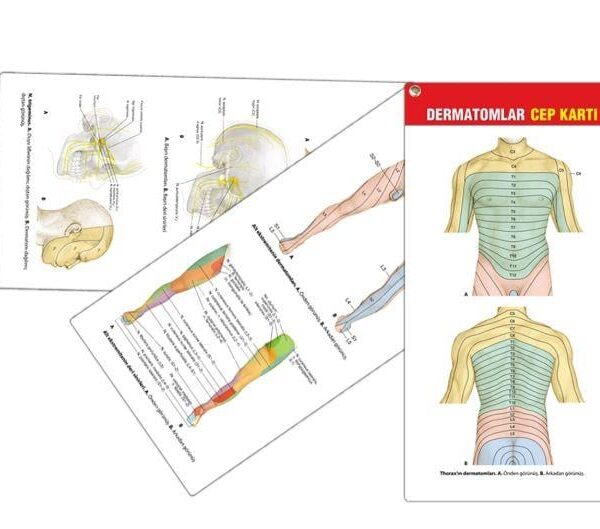 Dermatomlar Cep Kartı