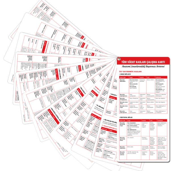 Tüm Vücut Kasları Çalışma Cep Kartı