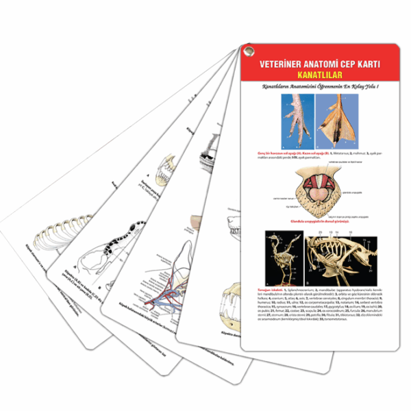 Veteriner Anatomi Cep Kartı Kanatlılar