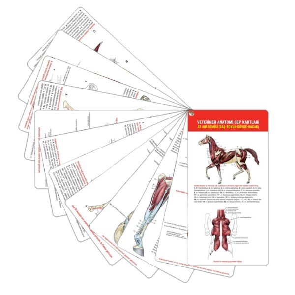 Veteriner Anatomi Cep Kartları At Anatomisi (Baş-Boyun-Gövde-Bacak)