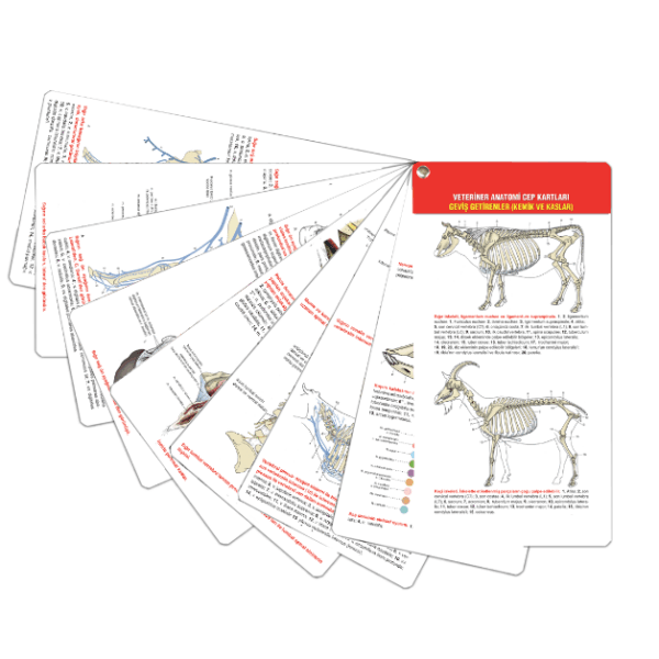 Veteriner Anatomi Cep Kartları Geviş Getirenler (Kemik ve Kaslar)